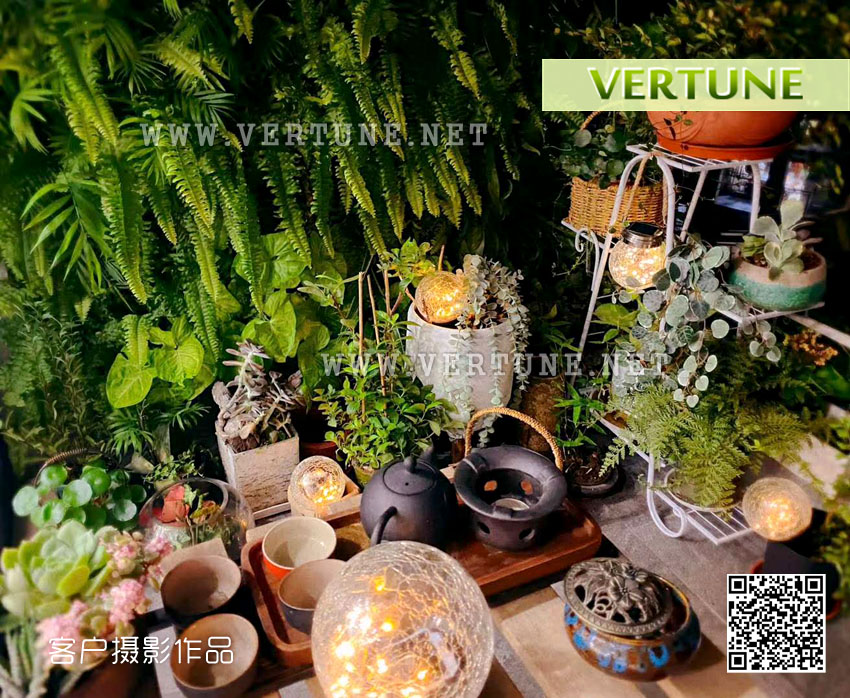 深圳微甜绿墙植物墙案例图片